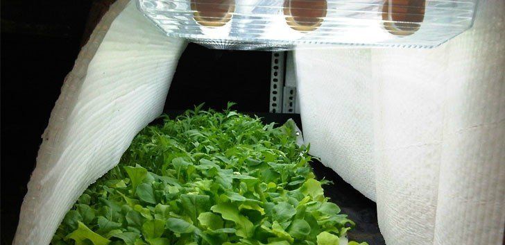 Aeroponics being used for large scale food production in Saudi Arabia